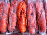 Lobster whole cooked netted